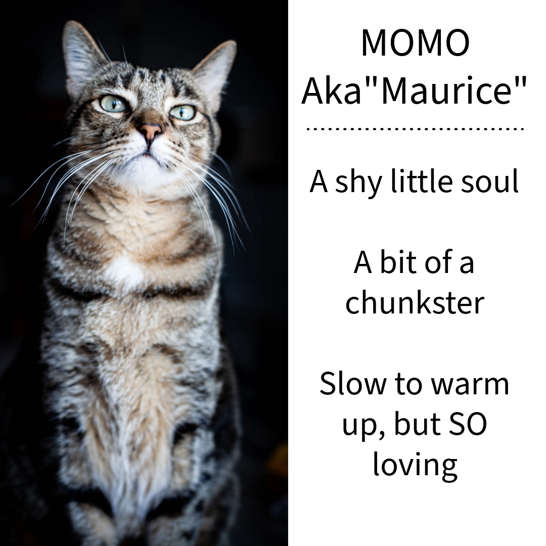Handmade 14k Yellow Gold Cat Pendant | Momo