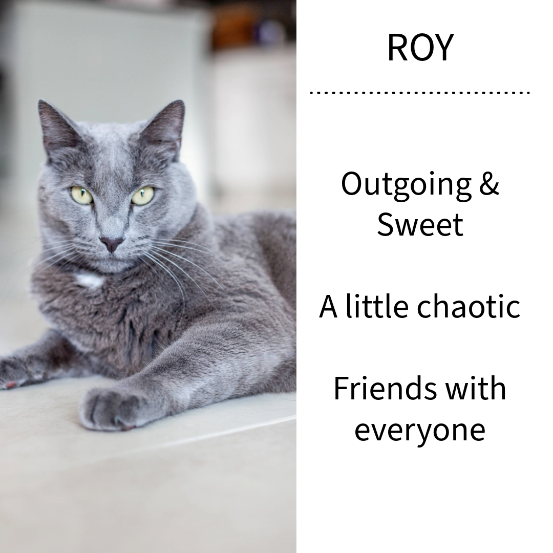Handmade 14k Yellow Gold Cat Pendant | Roy