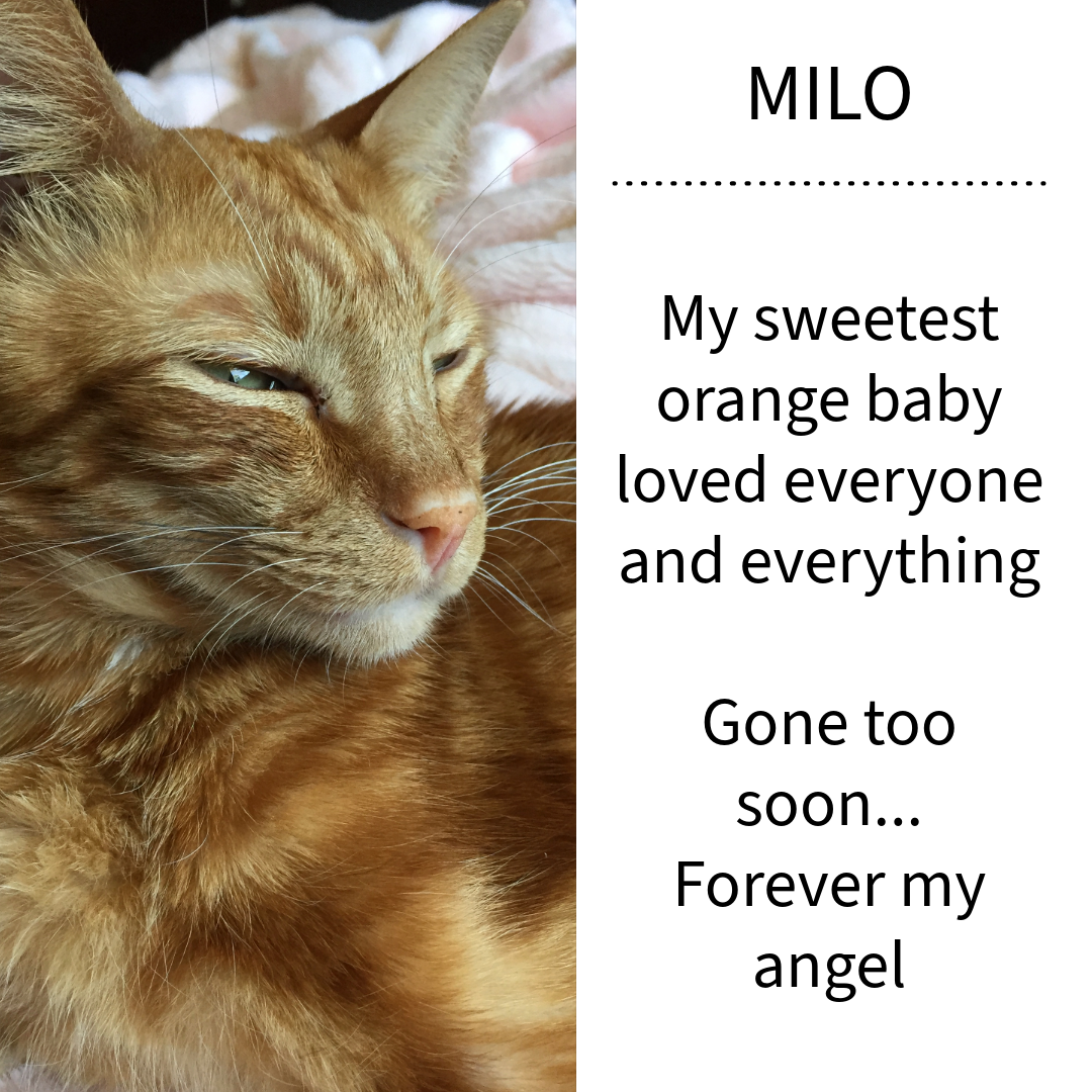 Handmade 14k Yellow Gold Cat Pendant | Milo